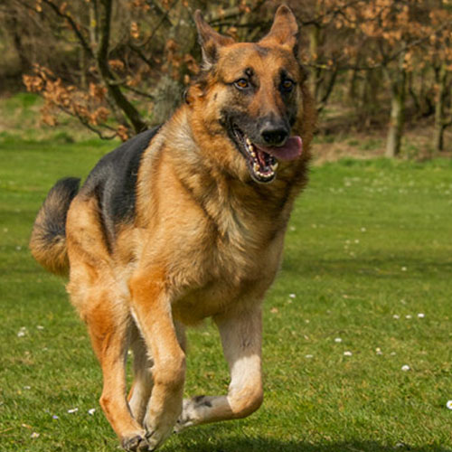 retired k9 german shepherd for adoption