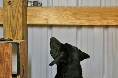 A cell phone detection dog alerting to the presence of a mobile phone
