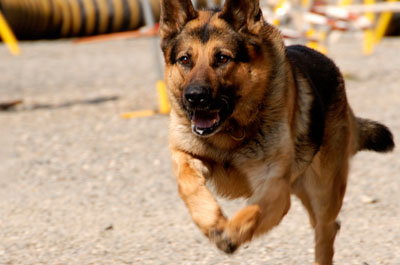 Dogs are hand-selected for K9 training