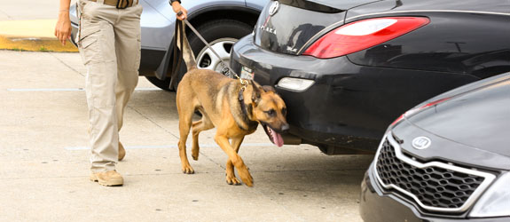 A dual purpose dog training for drug detection