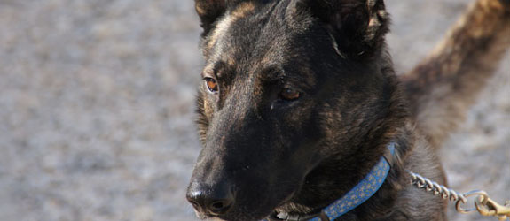 A Dutch Shepherd Guard Dog