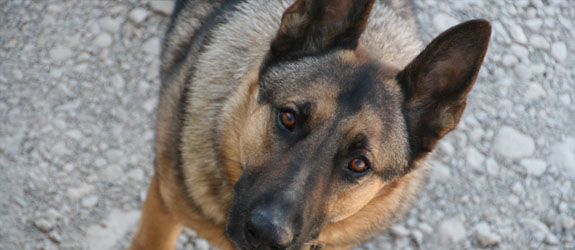 A German Shepherd Working Dog