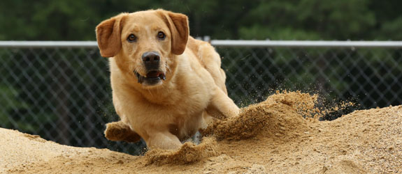 A Labrador Retriever Drug Detection Dog