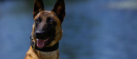 A Belgian Malinois Police Dog