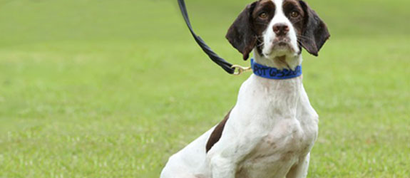 A Springer Spaniel Contraband Detection Dog