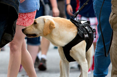 A K9 team provides security at large events