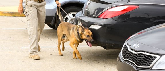 A dual purpose dog training for drug detection