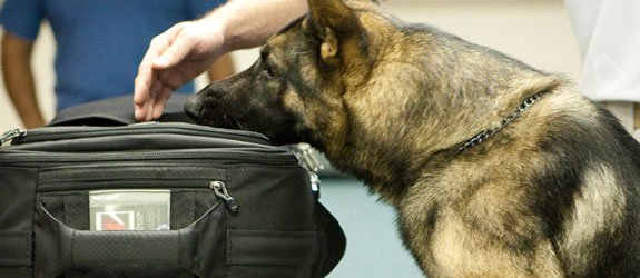 A dual purpose dog trained for bomb detection