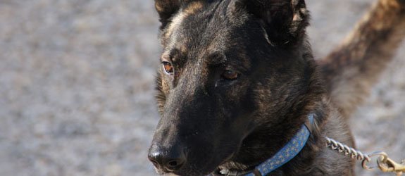 A Dutch Shepherd Guard Dog